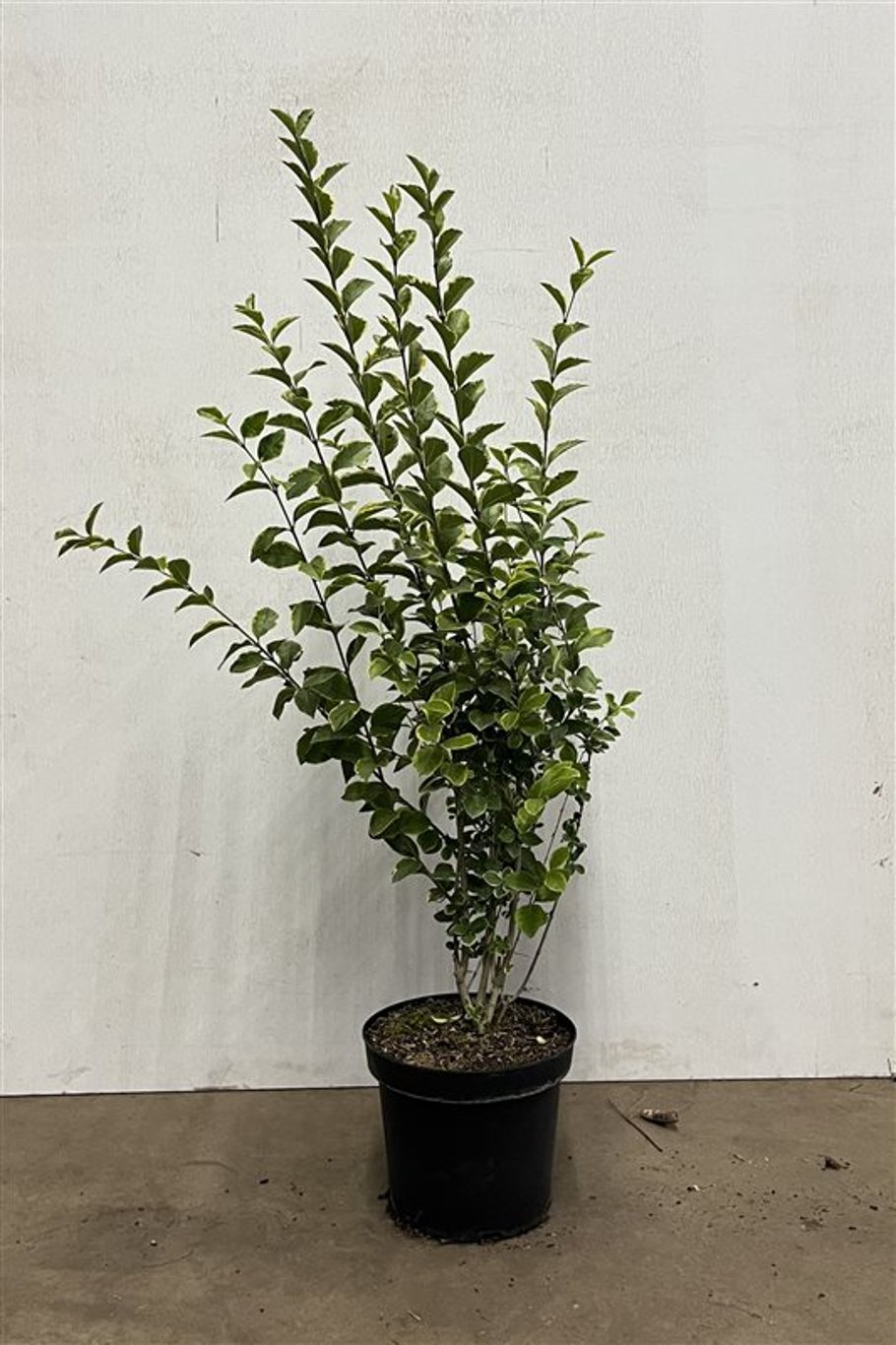 Ligustrum oval. 'Aureum' - C7.5 60-80 CM